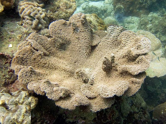  Turbinaria peltata (Cup Coral, Chalice Coral, Turban Coral)